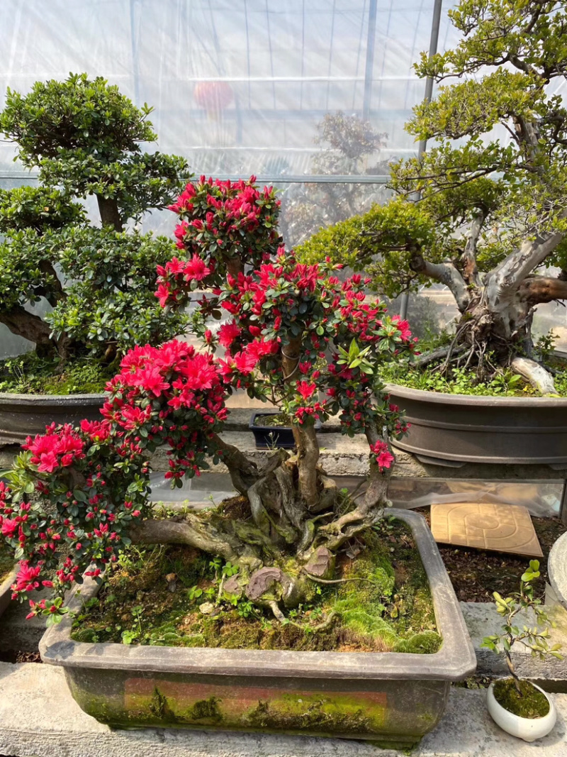 映山红，杜鹃花盆景，杜鹃花古桩，映山红盆景