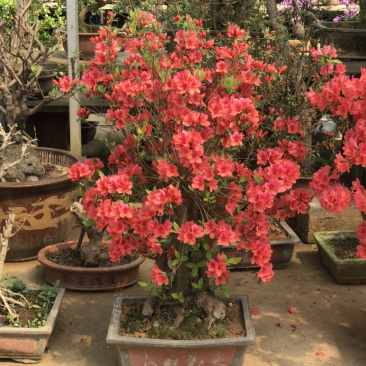 映山红，杜鹃花盆景，杜鹃花古桩，映山红盆景