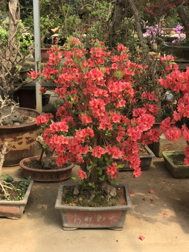 映山红，杜鹃花盆景，杜鹃花古桩，映山红盆景