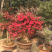 映山红，杜鹃花盆景，杜鹃花古桩，映山红盆景