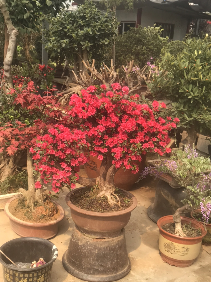 映山红，杜鹃花盆景，杜鹃花古桩，映山红盆景