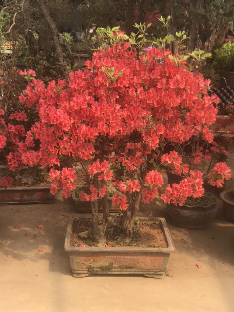 映山红，杜鹃花盆景，杜鹃花古桩，映山红盆景