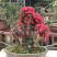 映山红，杜鹃花盆景，杜鹃花古桩，映山红盆景