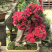 映山红，杜鹃花盆景，杜鹃花古桩，映山红盆景