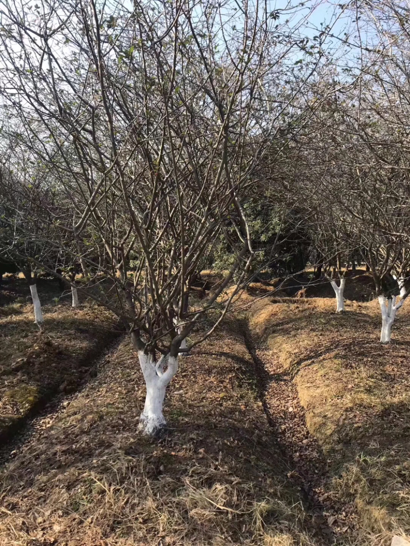 垂丝海棠，垂丝海棠树，小叶垂丝海棠，8公分垂丝海棠
