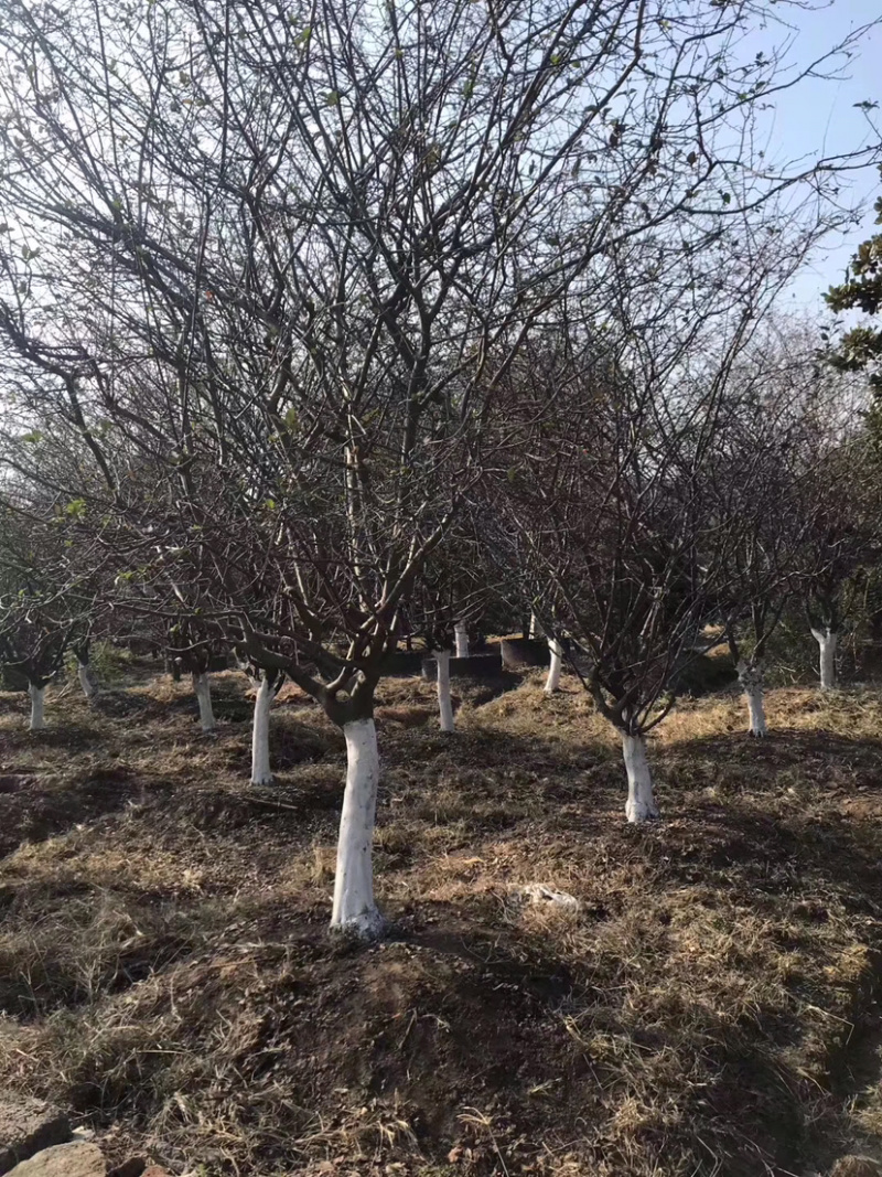 垂丝海棠，垂丝海棠树，小叶垂丝海棠，8公分垂丝海棠