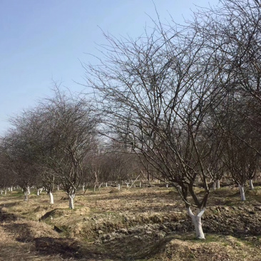 垂丝海棠，垂丝海棠树，小叶垂丝海棠，8公分垂丝海棠