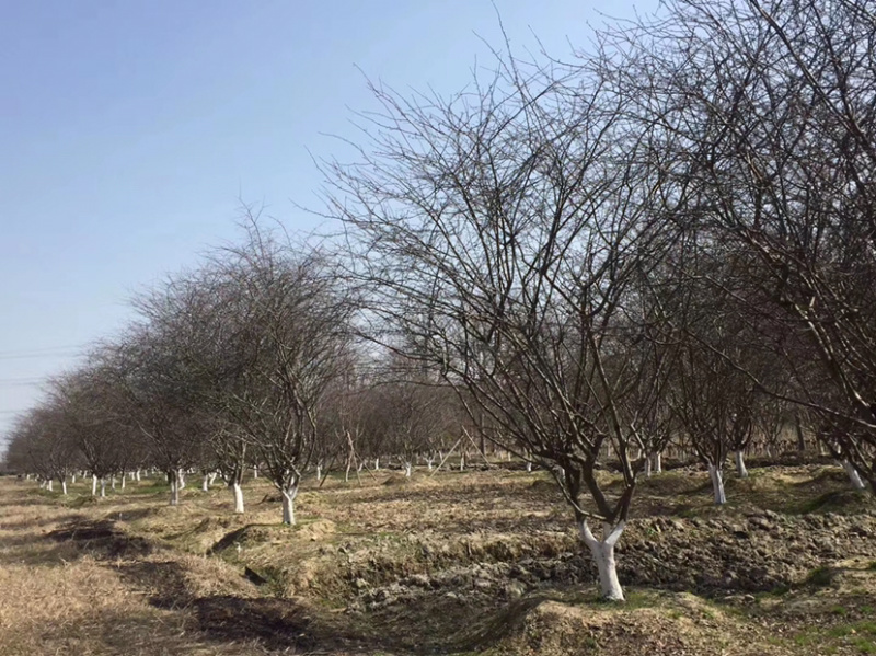 垂丝海棠，垂丝海棠树，小叶垂丝海棠，8公分垂丝海棠