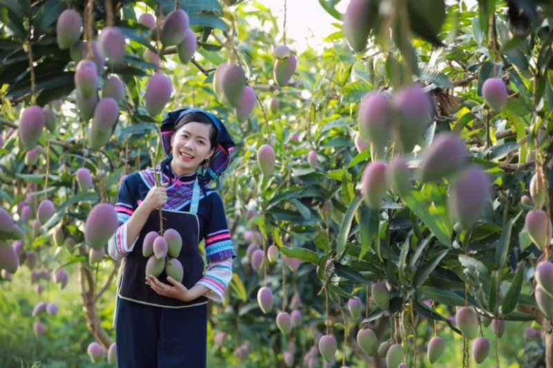 红贵妃芒果(一件代发)，醇浓甜香，多汁细腻，鲜甜多汁