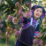 红贵妃芒果(一件代发)，醇浓甜香，多汁细腻，鲜甜多汁