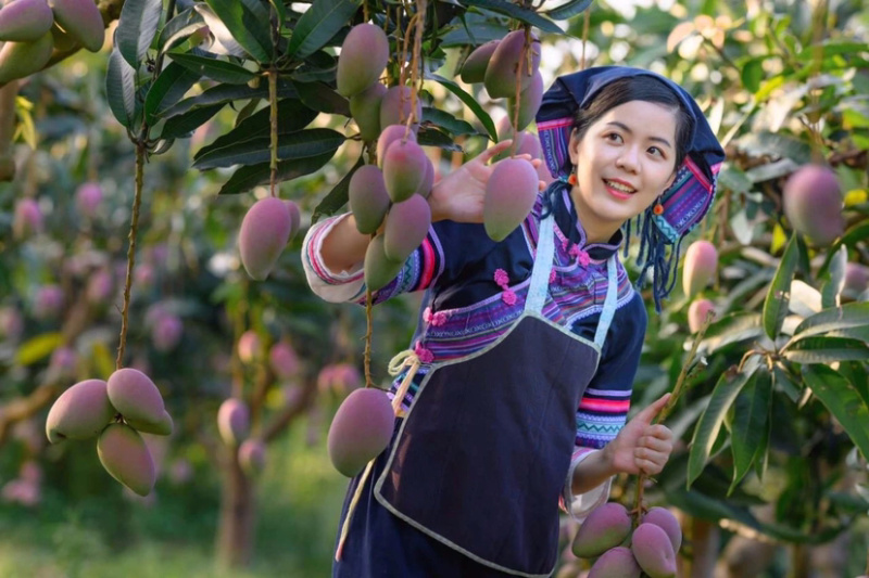 红贵妃芒果(一件代发)，醇浓甜香，多汁细腻，鲜甜多汁