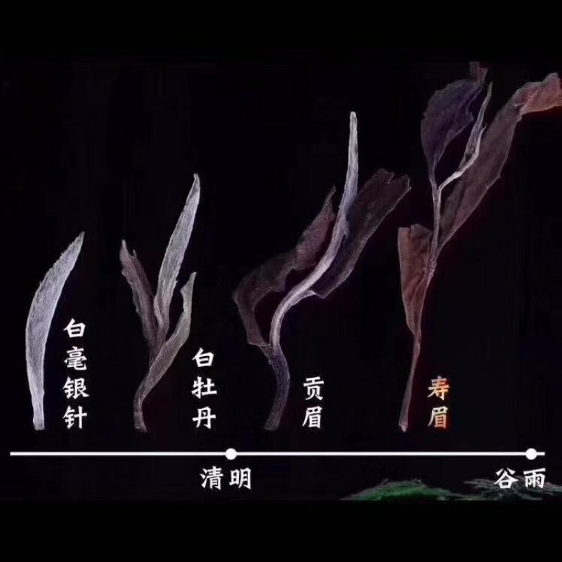 特价特价白茶饼