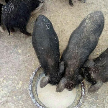 种苗巴马香猪藏香猪多少钱一头