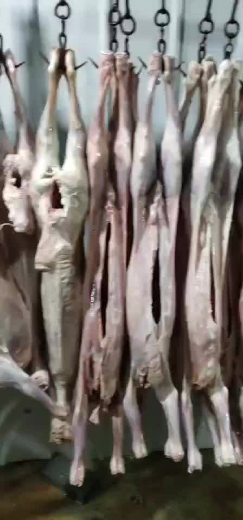 厂家直销乳牛窝骨批发零售价格优惠欢迎下单，牛窝骨