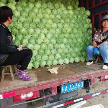 甘蓝基地直供量大从优可实地考察保质保量