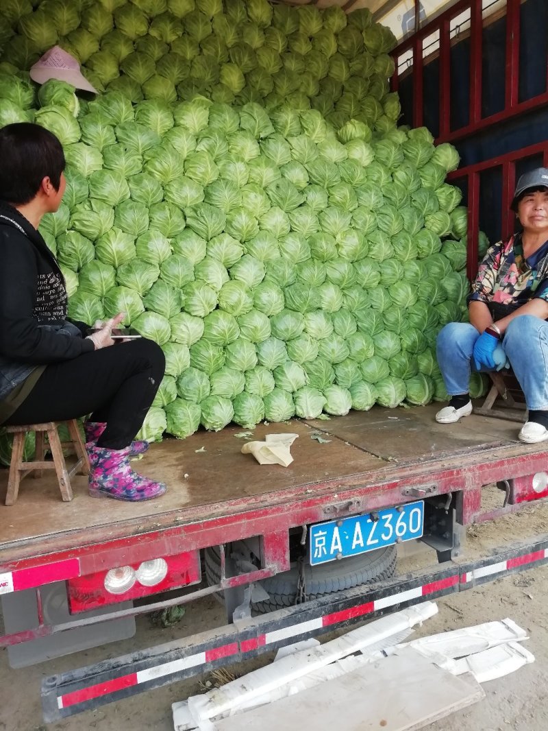 甘蓝基地直供量大从优可实地考察保质保量