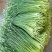 大量供应韭菜花，四季韭苔