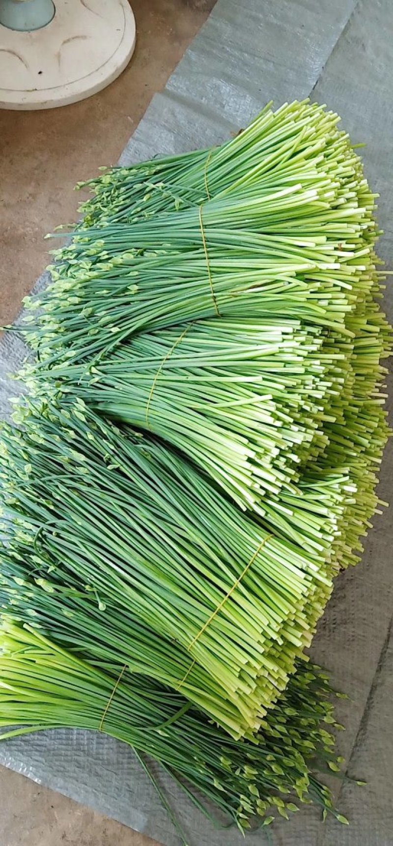 大量供应韭菜花，四季韭苔