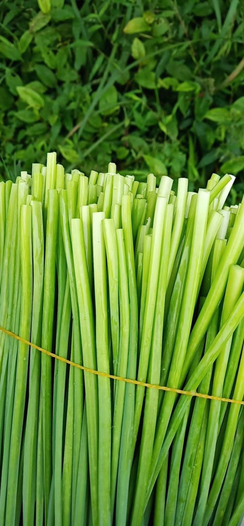 大量供应韭菜花，四季韭苔
