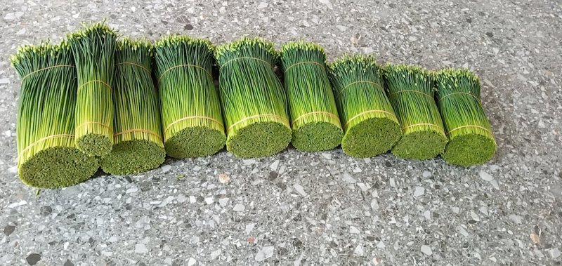 大量供应韭菜花，四季韭苔