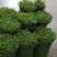 大量供应韭菜花，四季韭苔