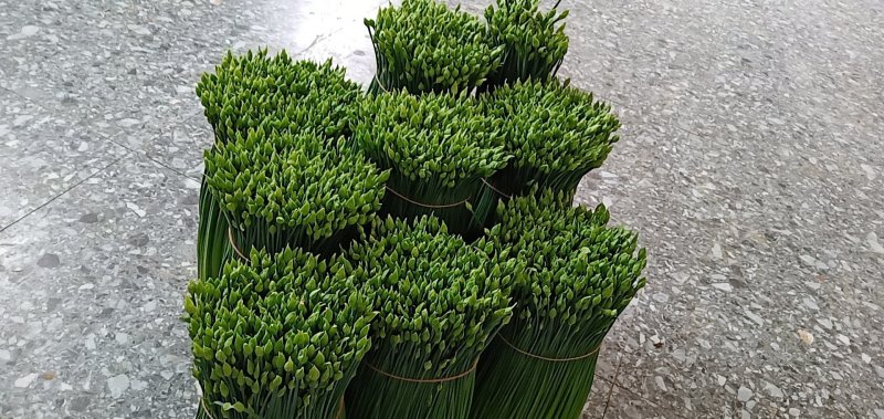 大量供应韭菜花，四季韭苔