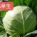 精品甘蓝中甘系列个人软的