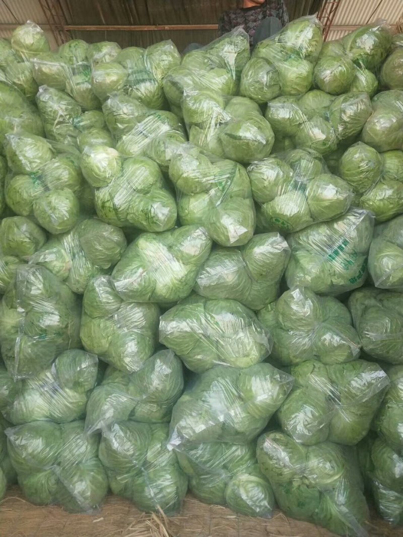 精品甘蓝中甘系列个人软的