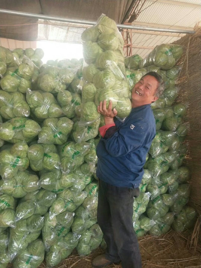 精品甘蓝中甘系列个人软的