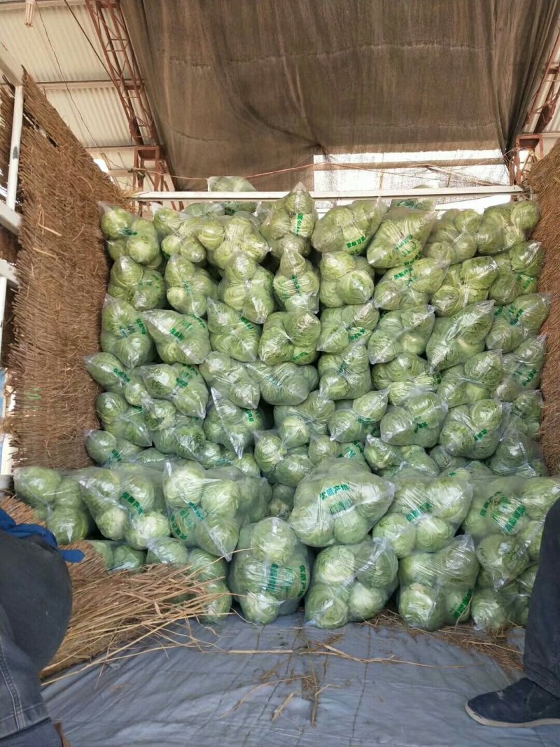 精品甘蓝中甘系列个人软的