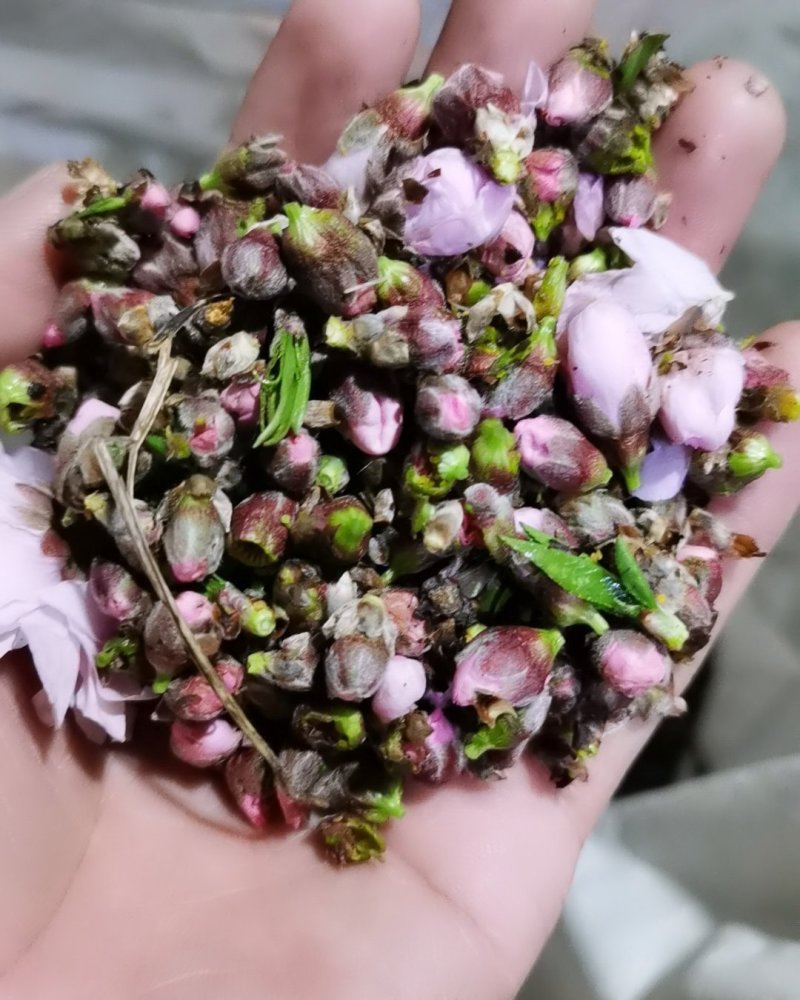 新鲜桃花