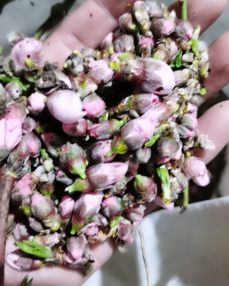新鲜桃花