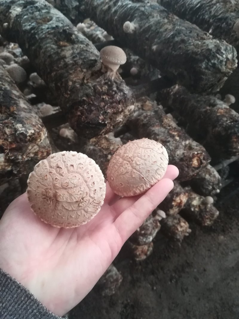 鲜香菇