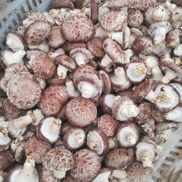 鲜香菇