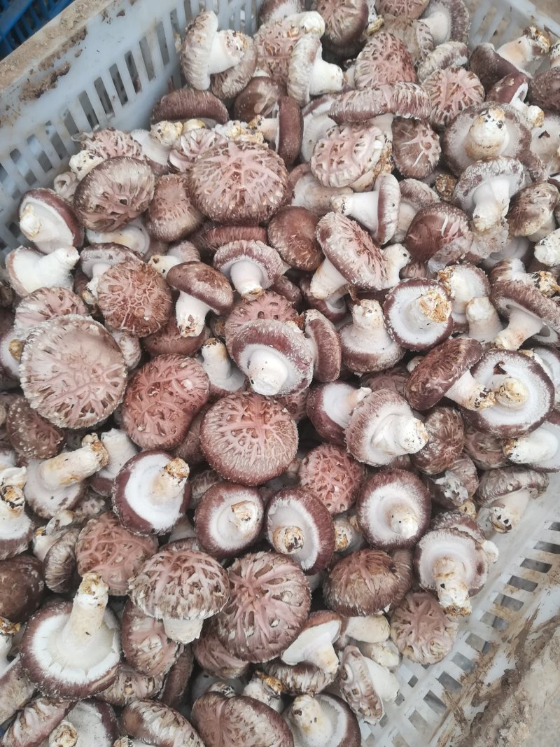 鲜香菇