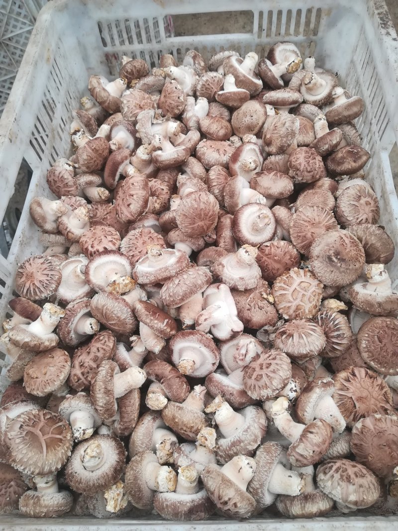 鲜香菇