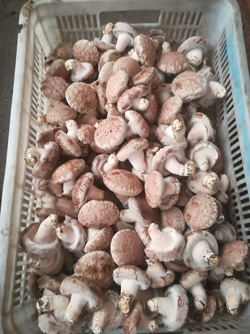 鲜香菇