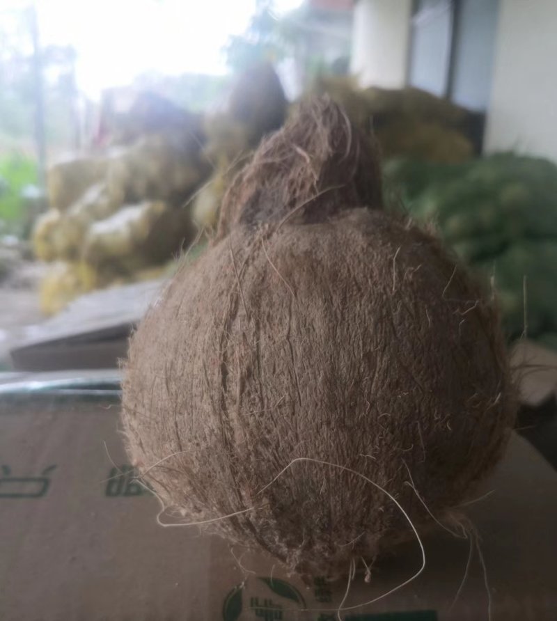 海南文昌椰青厂家直供
