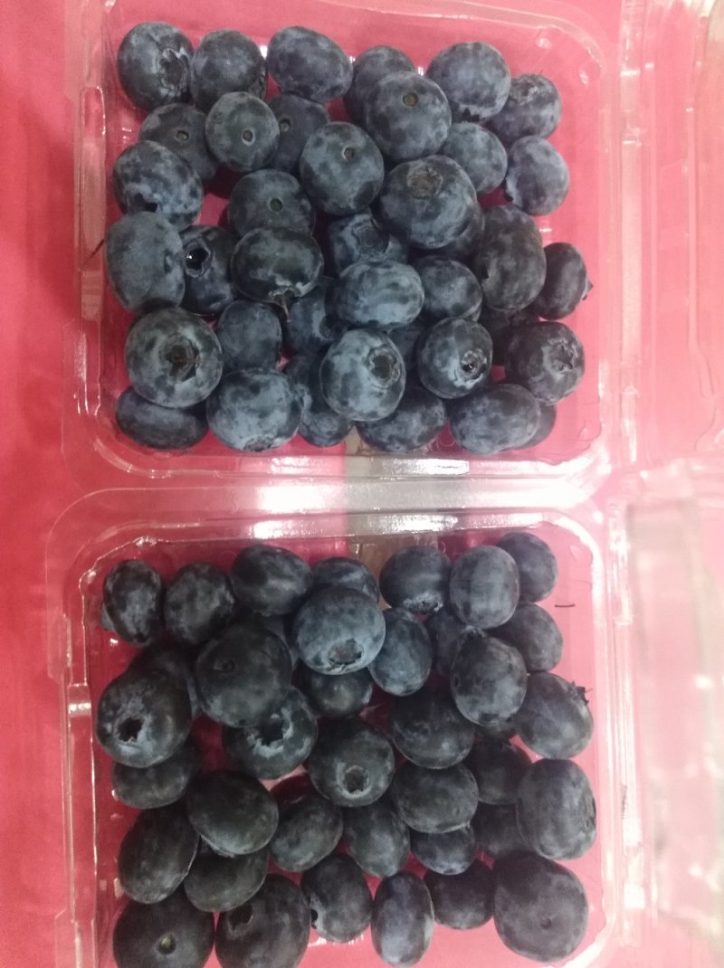 云南省红河州蒙自市岀售蓝莓(鲜果)