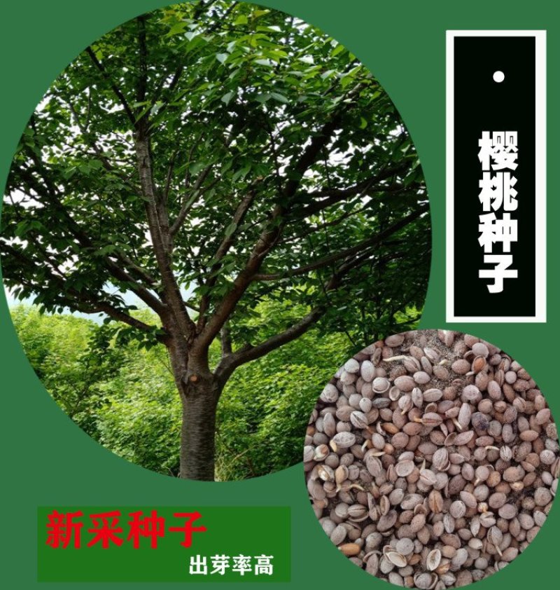 沙藏樱桃种子今年新加工樱桃种子籽粒饱满出芽率高