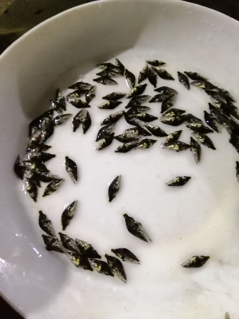 鳜鱼苗桂花鱼苗生猛生长速度快渔场直供可视频看货
