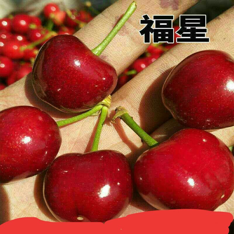 车厘子树苗当年结果南方北方种植樱桃树大樱桃苗嫁接苗果苗果