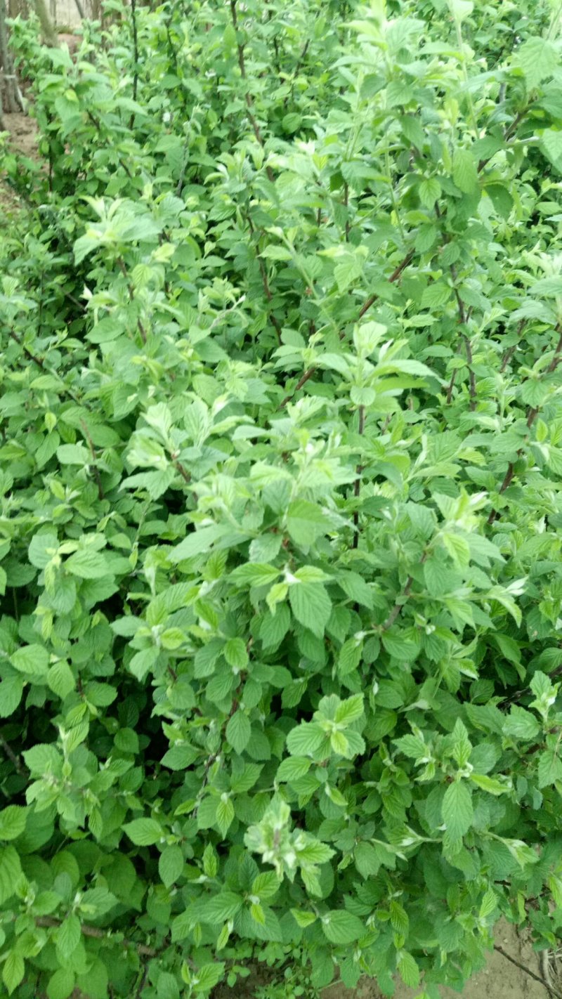 车厘子树苗当年结果南方北方种植樱桃树大樱桃苗嫁接苗果苗果