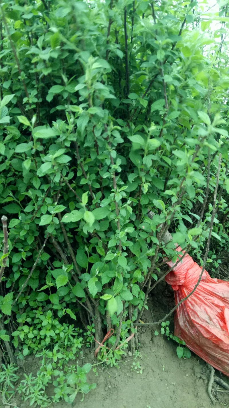车厘子树苗当年结果南方北方种植樱桃树大樱桃苗嫁接苗果苗果