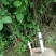 车厘子树苗当年结果南方北方种植樱桃树大樱桃苗嫁接苗果苗果