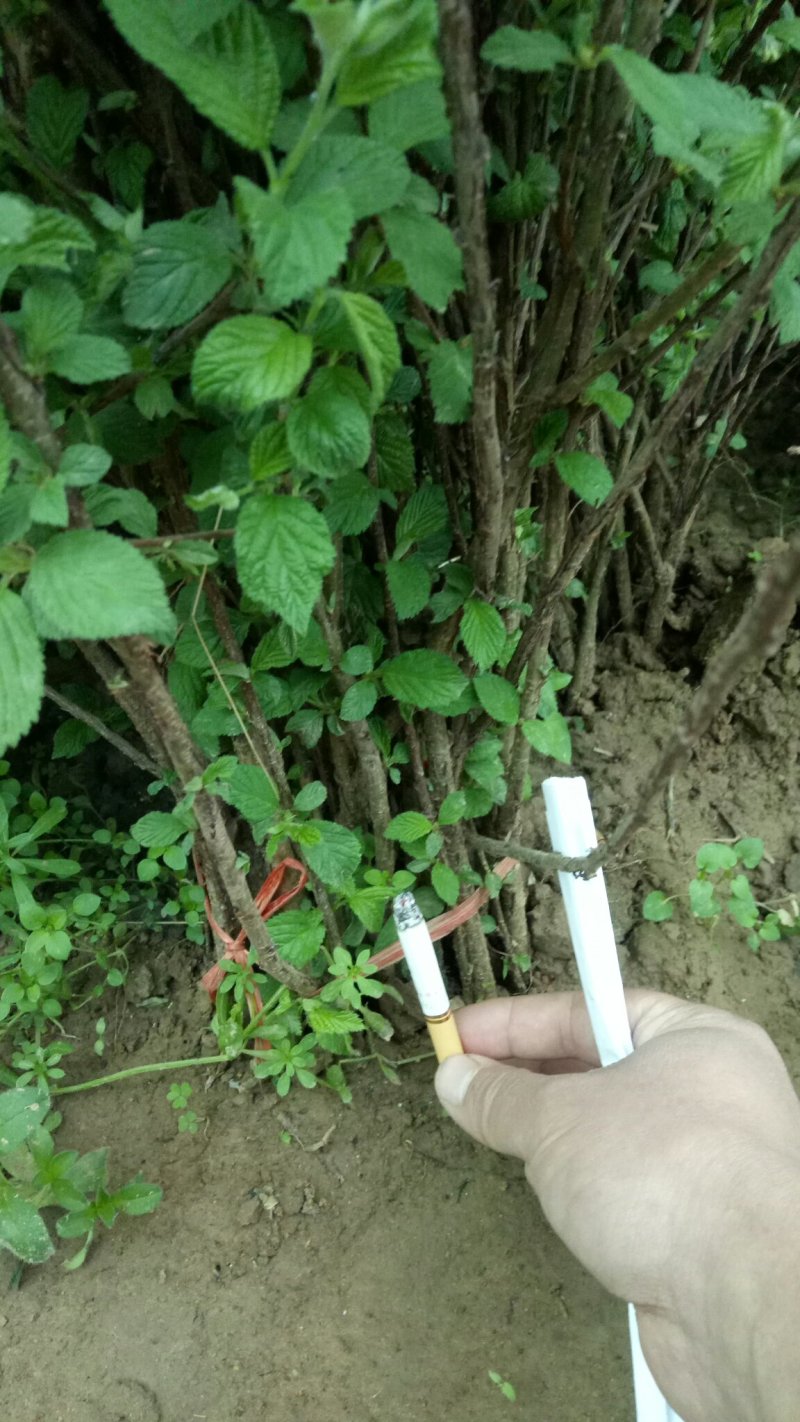 车厘子树苗当年结果南方北方种植樱桃树大樱桃苗嫁接苗果苗果