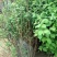 车厘子树苗当年结果南方北方种植樱桃树大樱桃苗嫁接苗果苗果