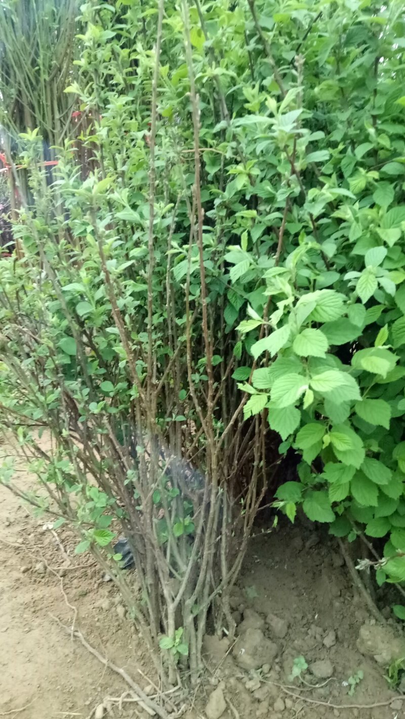 车厘子树苗当年结果南方北方种植樱桃树大樱桃苗嫁接苗果苗果