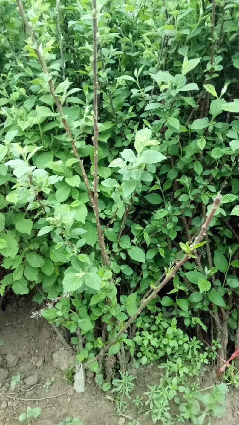 车厘子树苗当年结果南方北方种植樱桃树大樱桃苗嫁接苗果苗果
