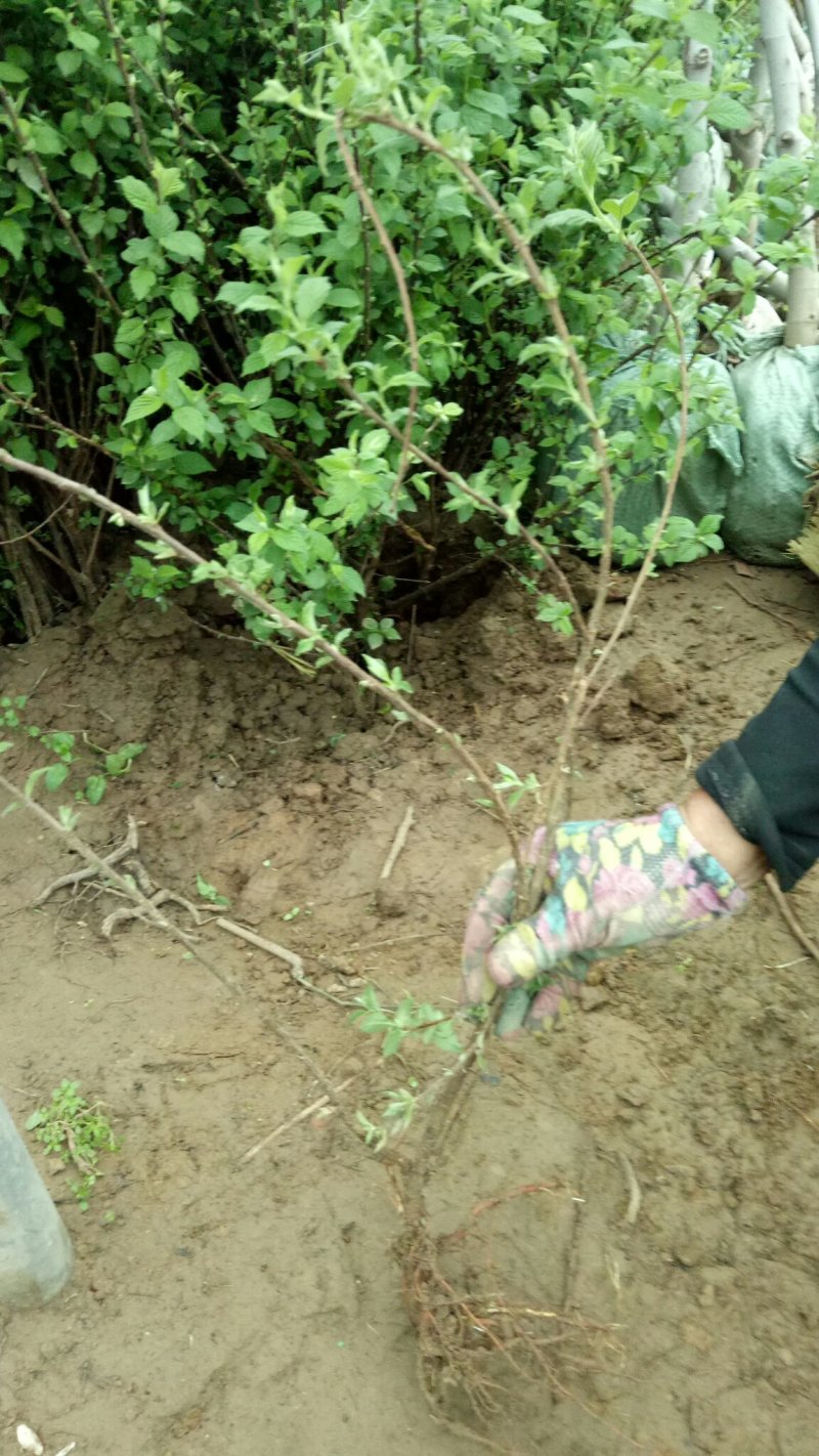 车厘子树苗当年结果南方北方种植樱桃树大樱桃苗嫁接苗果苗果